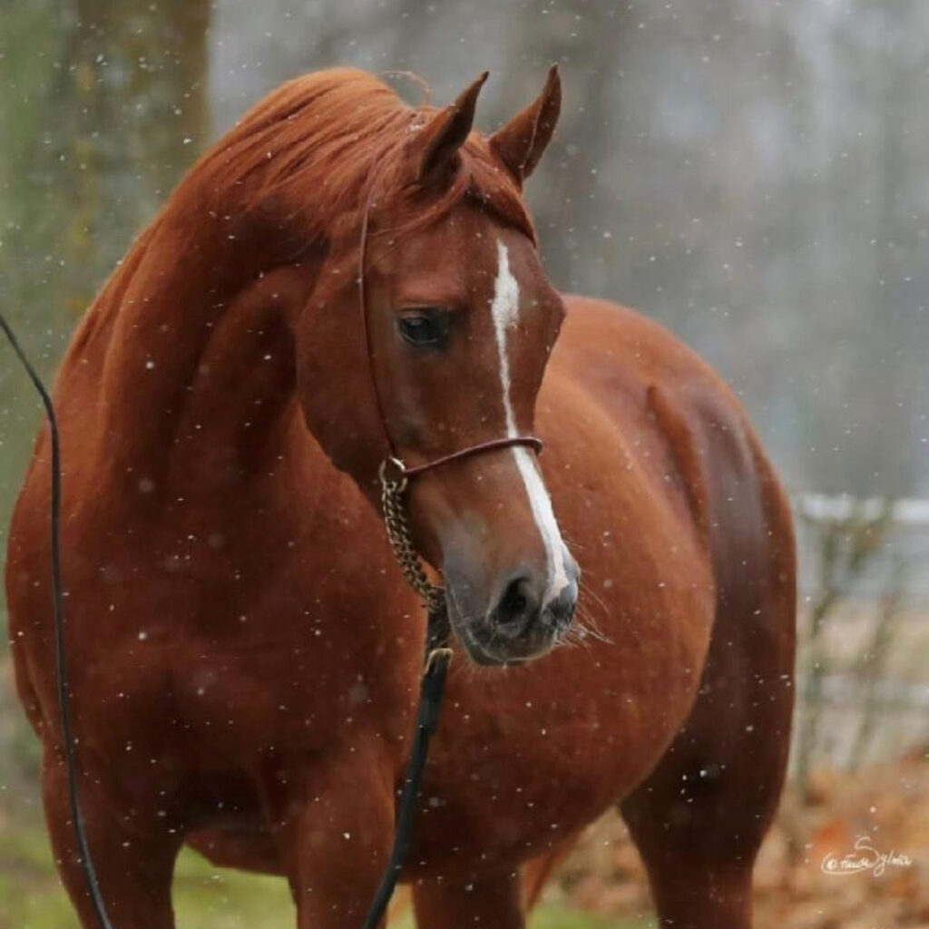SOLD Tall chestnut Arabian mare with Polish bloodlines.