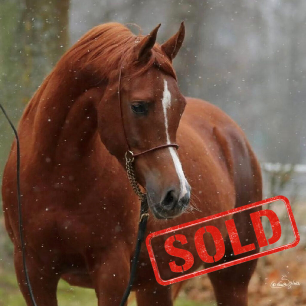 2016 Tall chestnut Arabian mare with Polish bloodlines, S0128 (SOLD)