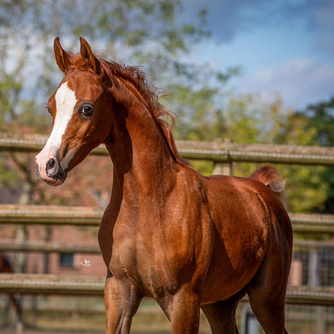2025 Sweet and very showy yearling colt, S0208