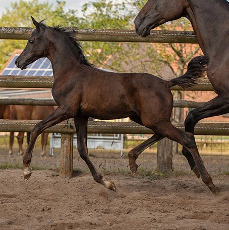 2025 Showy and refined black Arabian colt with good ground-covering stride and powerful movements, S0209