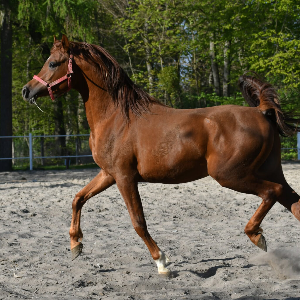 2023 Chestnut Arabian stallion that is a great-grandson of Platinum World Champion, S0214