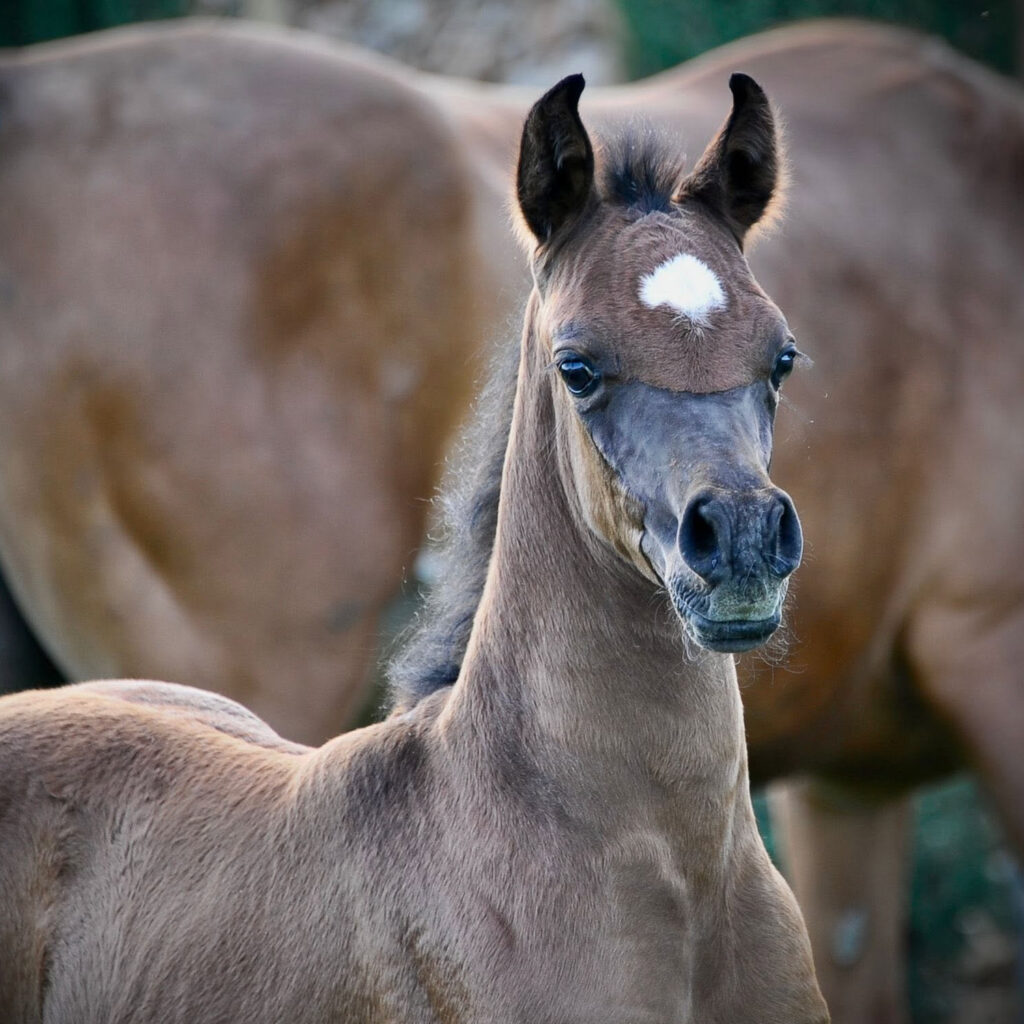 2026 Refined Arabian colt of very good quality who has a correct confirmation, athletic ability, Arabian type, exceptional disposition and a pedigree full of promise, S0216