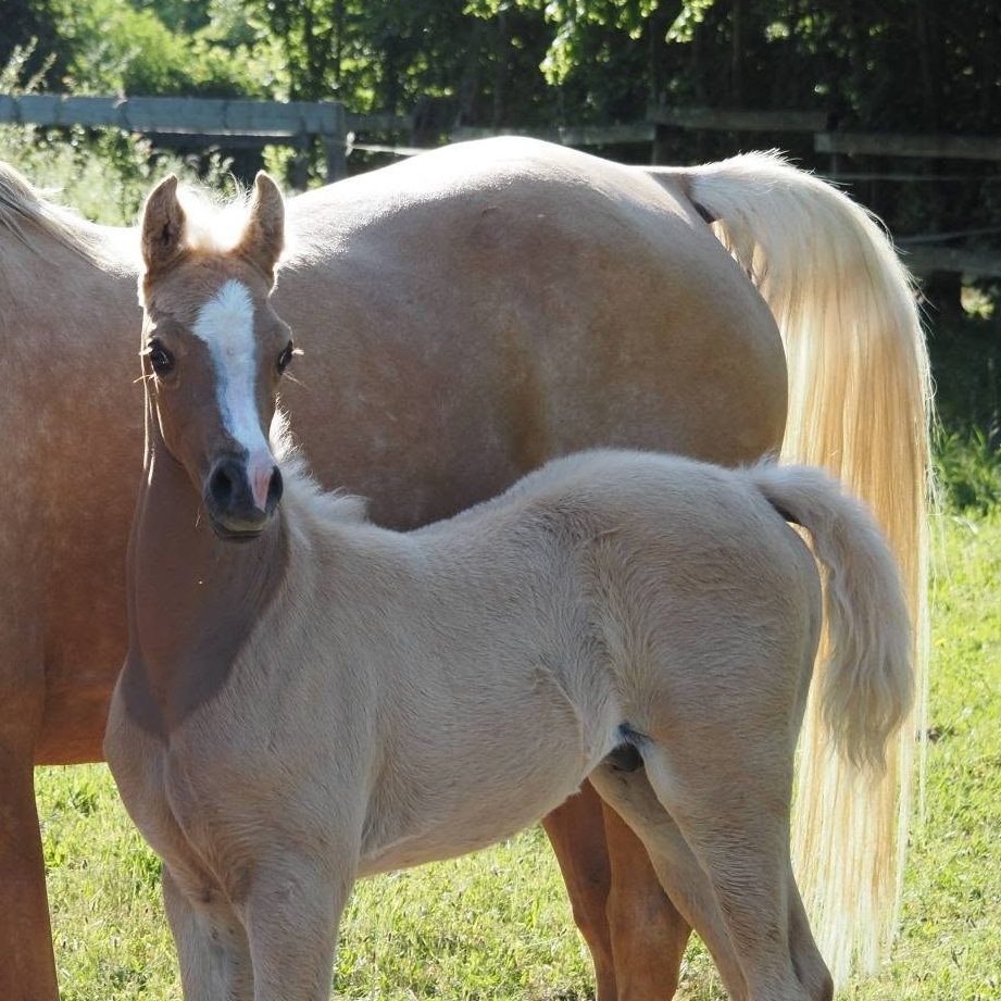 2026 Part-bred Palomino colt of high quality, S0222