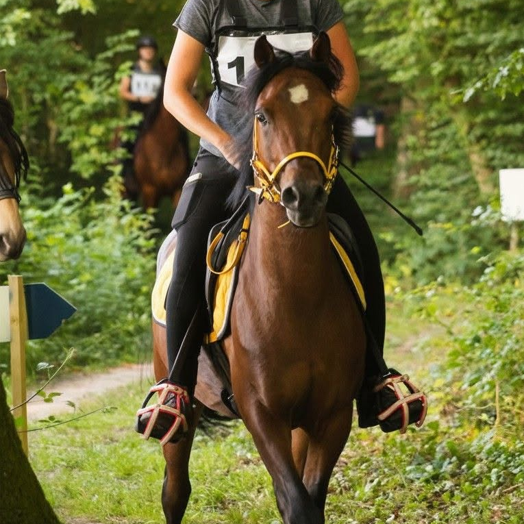 2019 Bay Arabian gelding that is suitable for both pleasure and sports, S0223